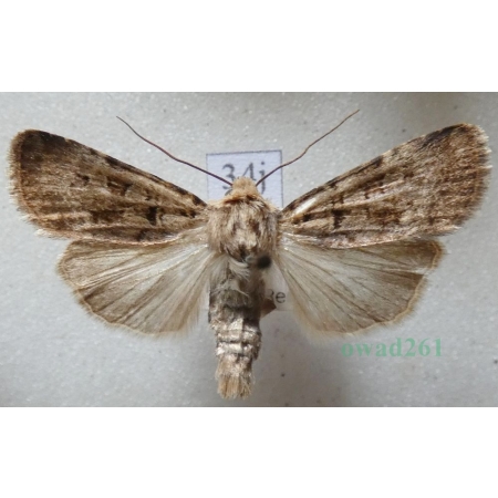 Chersotis multangula (Hübner, 1803) male Czech34j